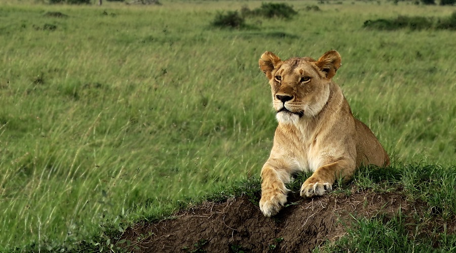 Tanzania Safari Radar (18)