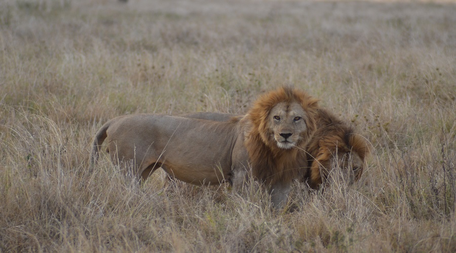 Tanzania Safari Radar (24)