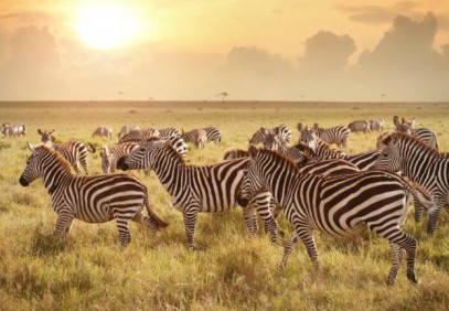 6 Days Treasure of Tanzania Safari