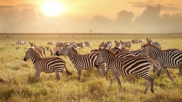 Zebra In The Serengeti In Tanzania 768x432