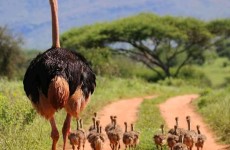 SERENGETI TANZANIA SAFARI 3 DAYS WITH NGORONGORO PACKAGE
