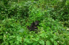 6-Day Gorilla Safari & Wildlife Holiday