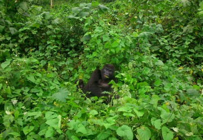 6-Day Gorilla Safari & Wildlife Holiday