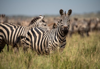 4-Day Luxury Serengeti Safari from Zanzibar
