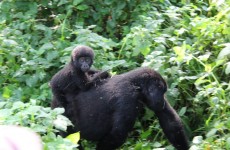 3 Days Gorilla Trekking Adventure by Air