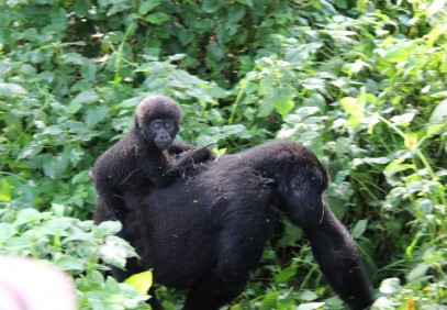 3 Days Gorilla Trekking Adventure by Air