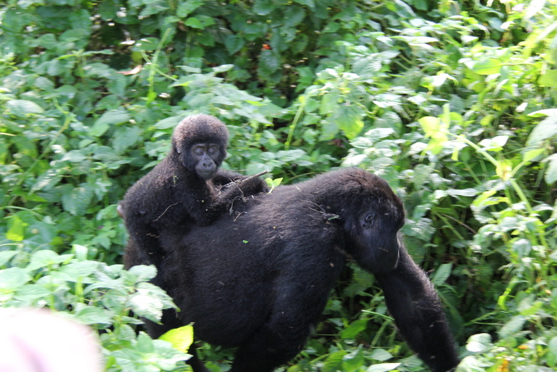 Gorilla P3