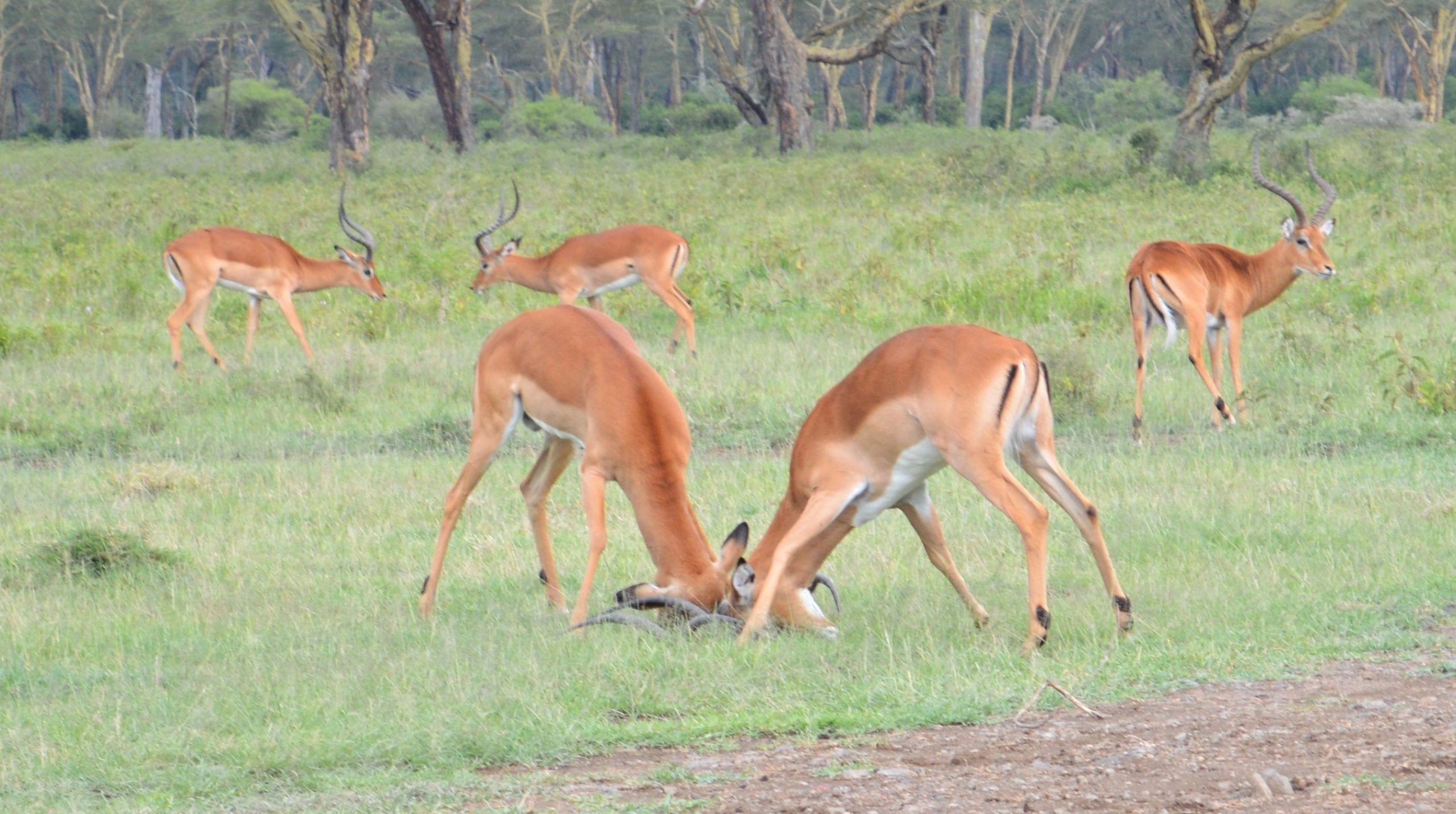 5-days-naivasha-masai-mara