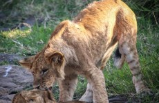 5 Days Naivasha and Masai Mara Adventure Safari