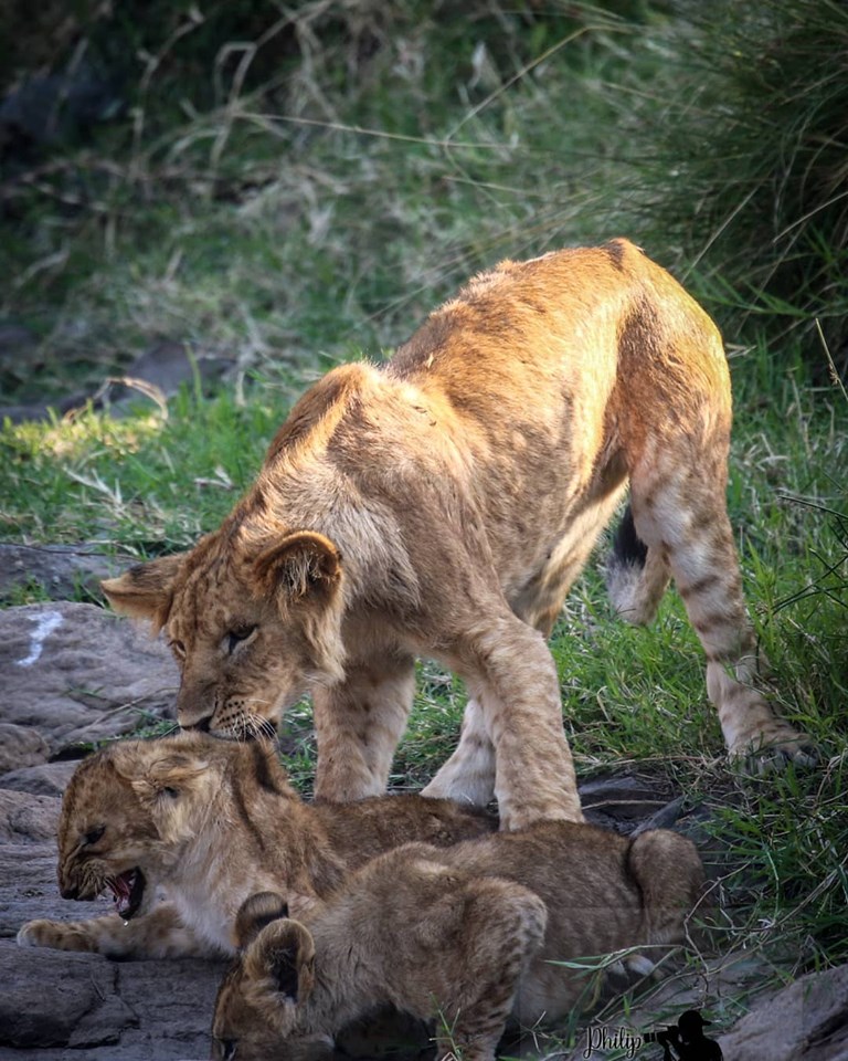 Lion Cubs