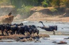 8-Day Northern Serengeti Wildebeest Migration Safari