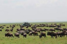 7-Day Tanzania Ndutu Wildebeest Migration Safari