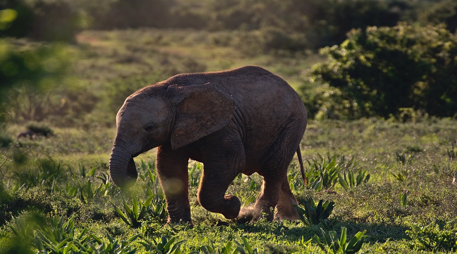 Widerange African Safaris Co Ltd (1)