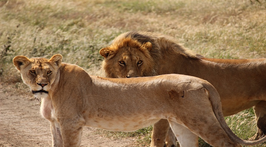 Widerange African Safaris Co Ltd (83)