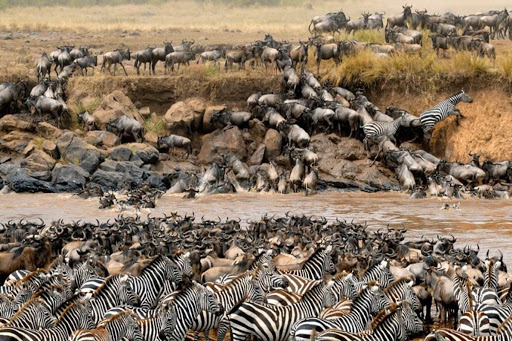 Wildebeests Crossing