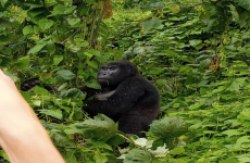 4 Days Uganda Gorilla Trekking