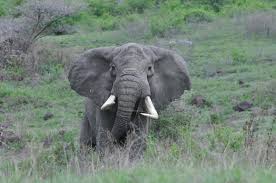 Images (11)