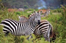 5-Day Classic African Safari Tour