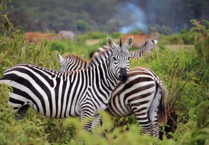 5-Day Classic African Safari Tour