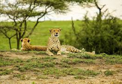 2 Days Northern Tanzania Safari