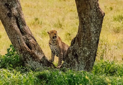 4 Days Safari in Tanzania (Tarangire, Manyara and Ngorongoro)
