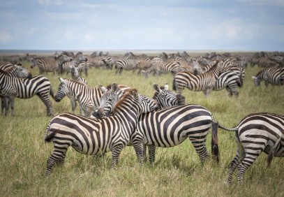 6 Days Safari in Tanzania (Manyara, Tarangire, Serengeti and Ngorongoro)