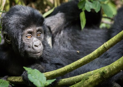 9 Days Uganda Safari Gorillas & Wildlife Special