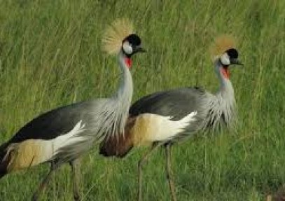7 Days Best of Northern Tanzania Safari