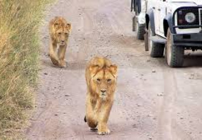 4 Days Northern Tanzania Classic Safari