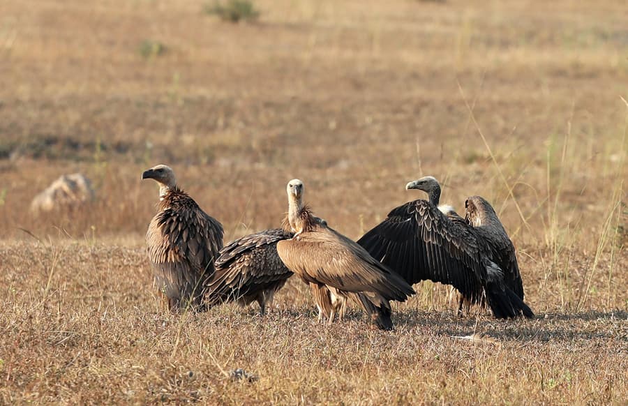 Bandhavgarh2