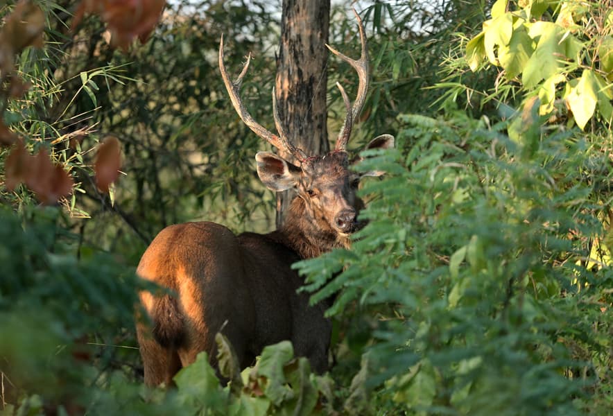 Bandhavgarh5