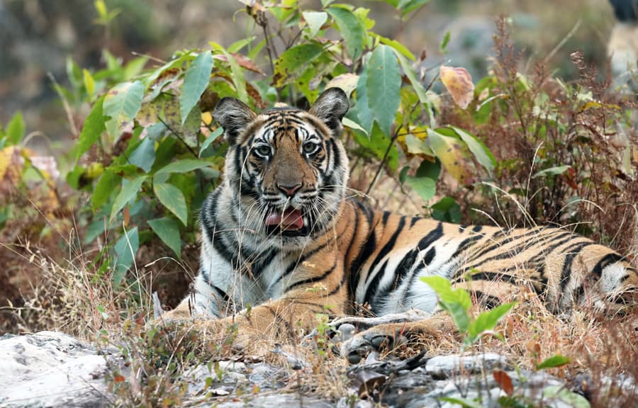 Bandhavgarh6
