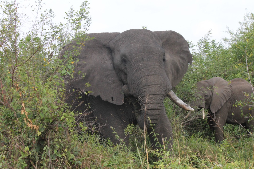 Elephant 1
