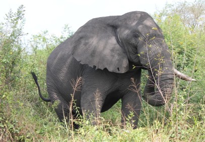 9 Days Uganda Wildlife and Primate Safari Adventure