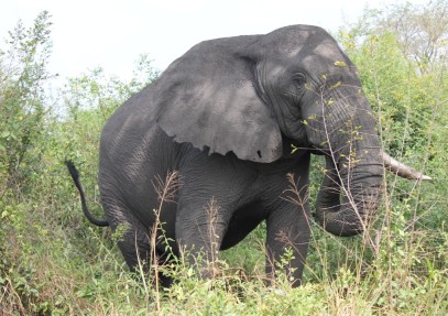 9 Days Uganda Wildlife and Primate Safari Adventure