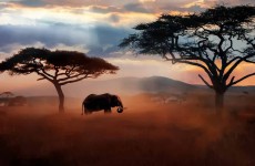 4 Days Tanzania Escapade Safari