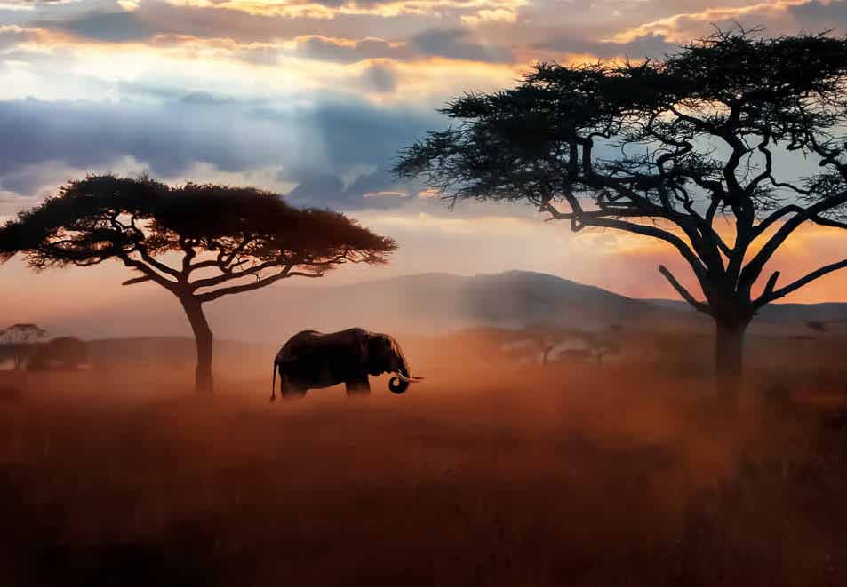 Elephant In Serengetitanzania