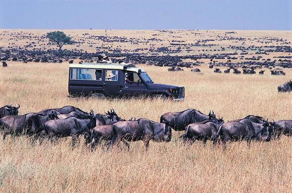 Mara Intrepids Game Drive Wildebeest