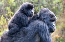 4 Days Gorilla Flying Safari