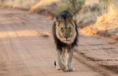 Exclusive Photo Safari April 2022