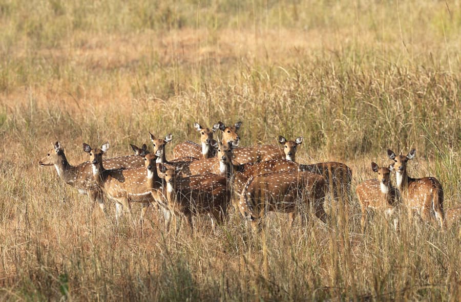 Kanha4