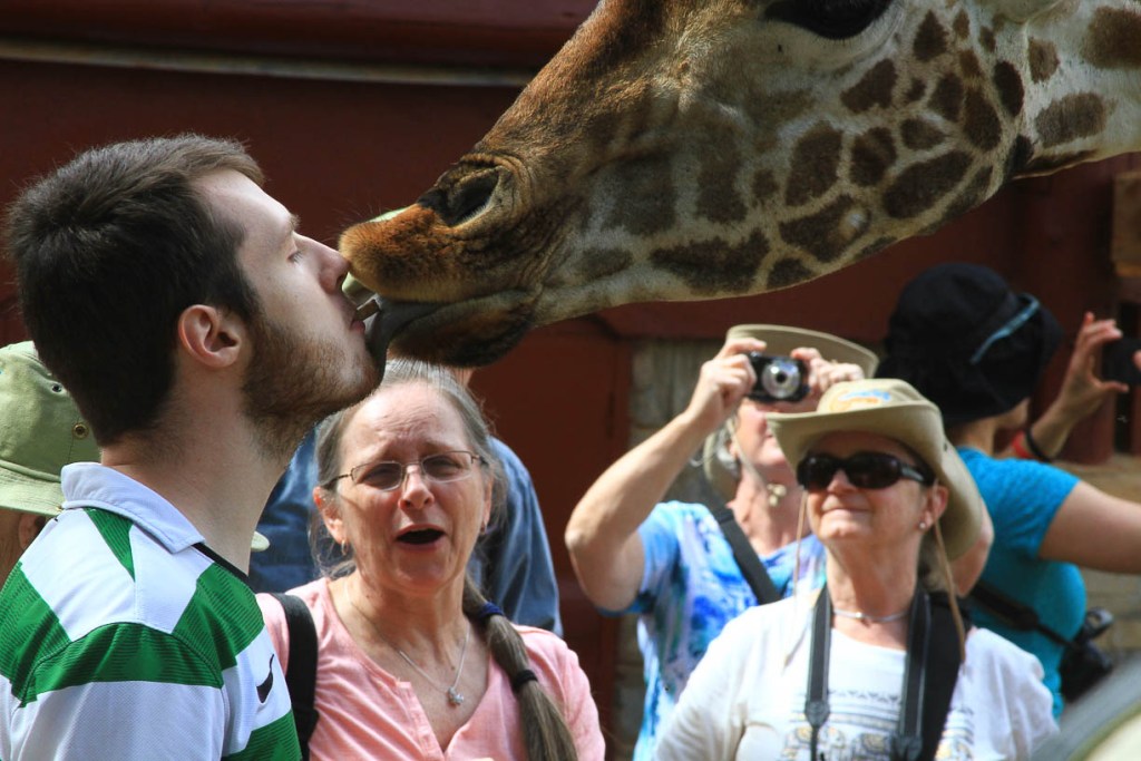 Kissing A Giraffe At The Giraffe Centre