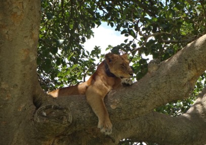 12 Days The Best of Uganda