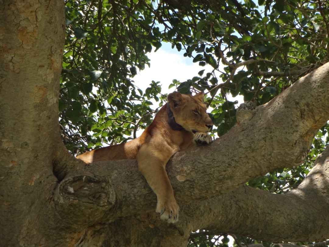 Lion 1