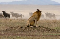8 Days Tanzania Private Safari Holiday Experience