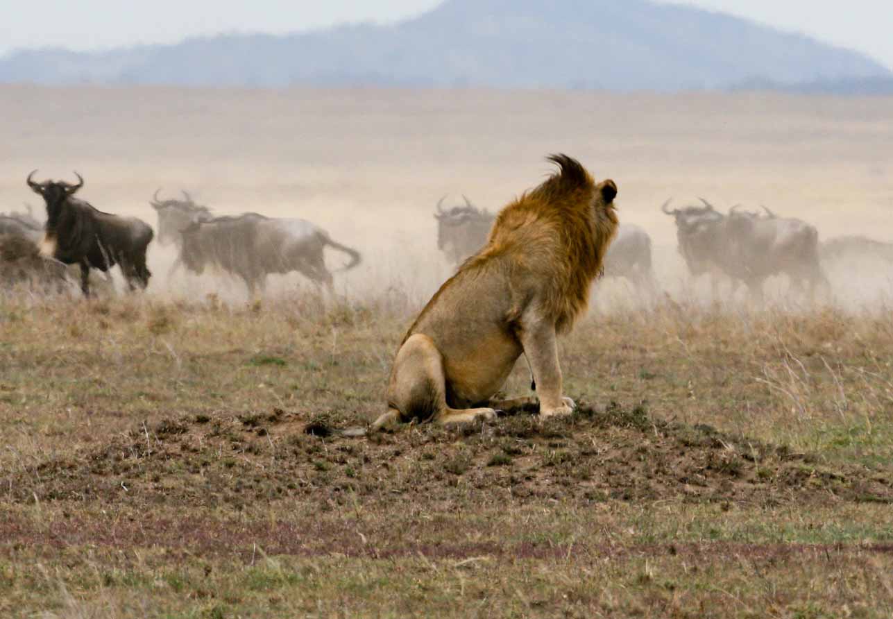 Lion Hunting In Serengeti