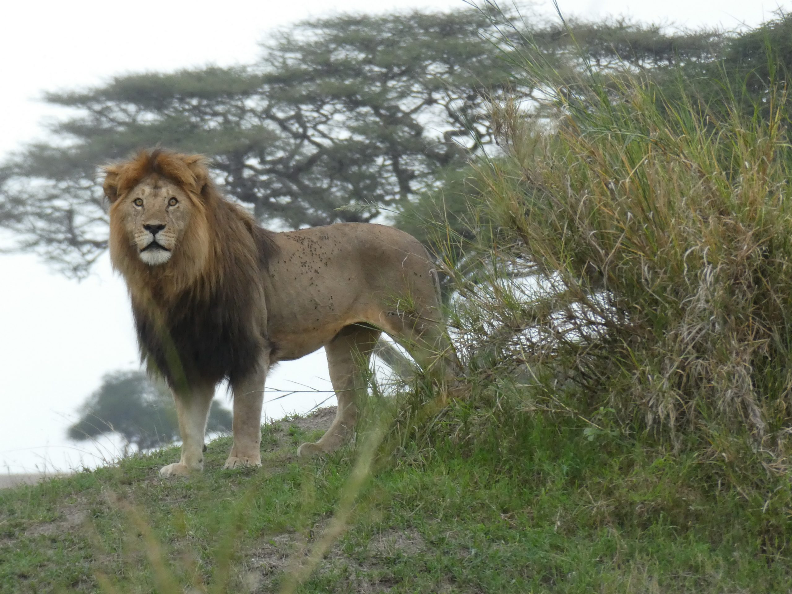 Lions Taswira Africa