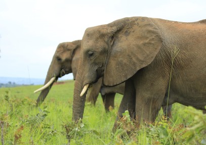 7-Day Uganda Gorilla Trekking Safari
