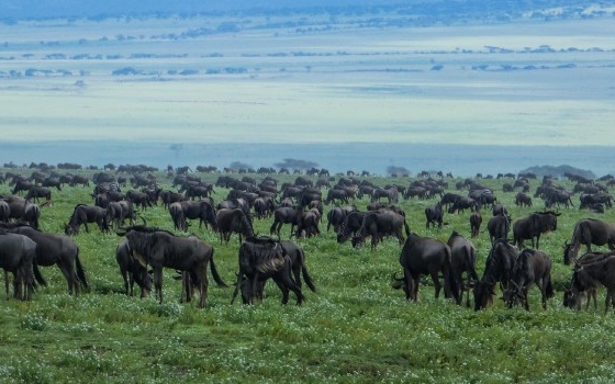 Migration Taswira Africa