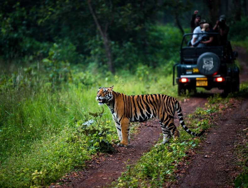 Pench Np